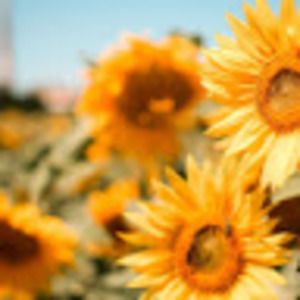 Meet your Posher, Desiree